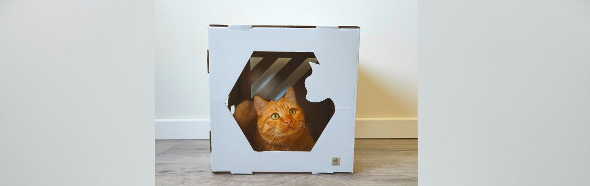 Kot w pudełku