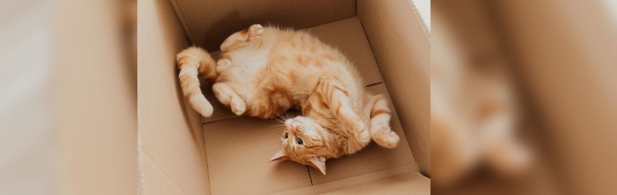 Rudy kot w pudełku